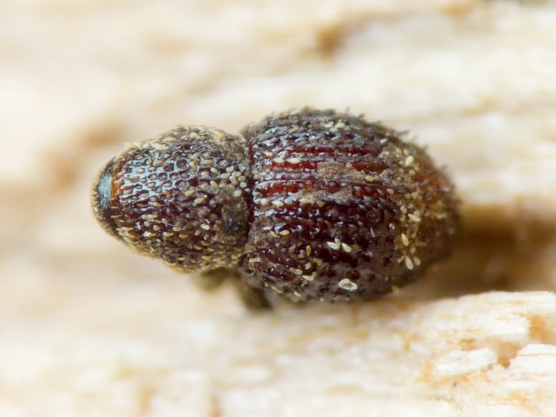 Acalles (Acalles) echinatus (Germar, 1824)